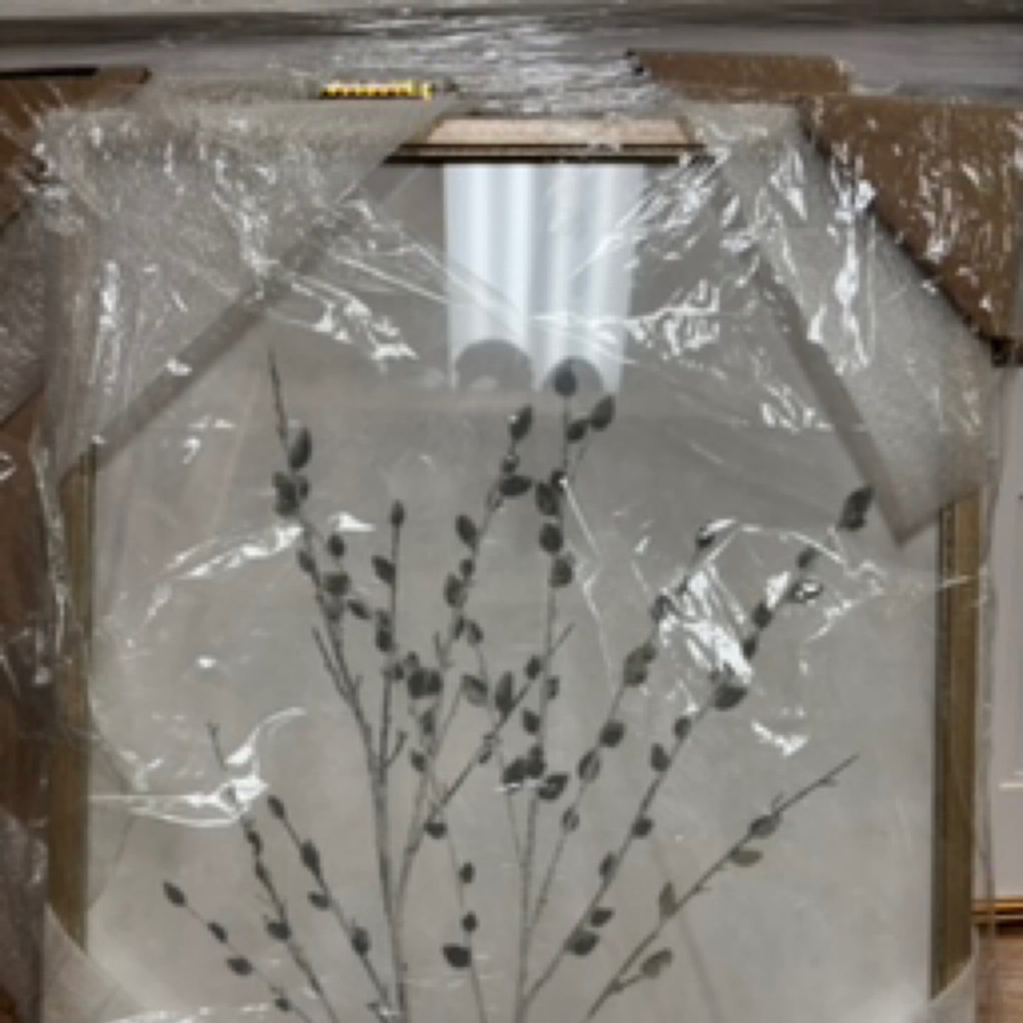 Salix Discolor