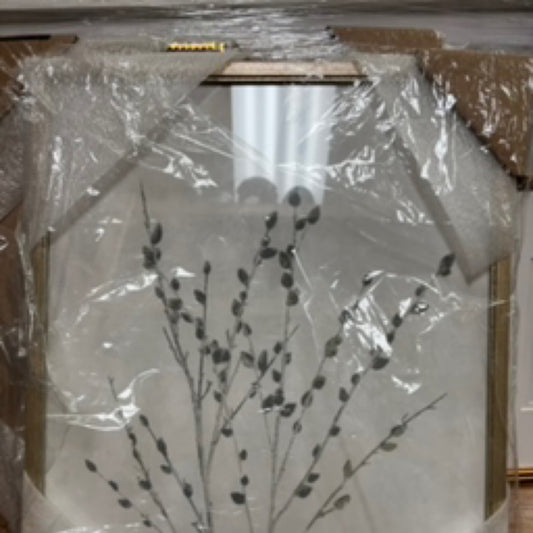 Salix Discolor