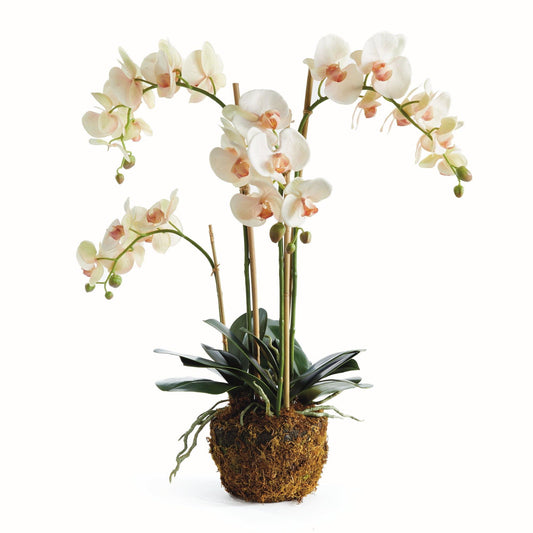 Napa Home & Garden Phalaenopsis Orchid Drop-in 30 "