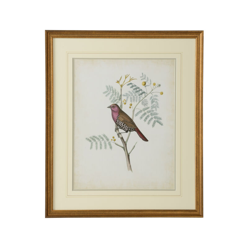 Delicate Birds II
