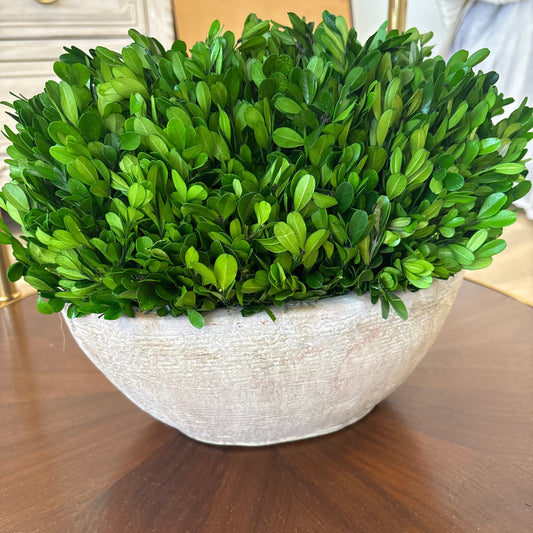 Preserved boxwood large oval