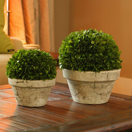 Preserved Boxwood Ball with Gray Pot