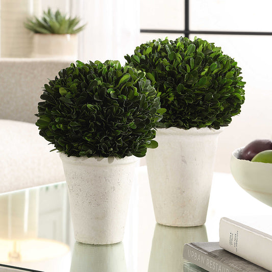 Preserved Large round boxwoods