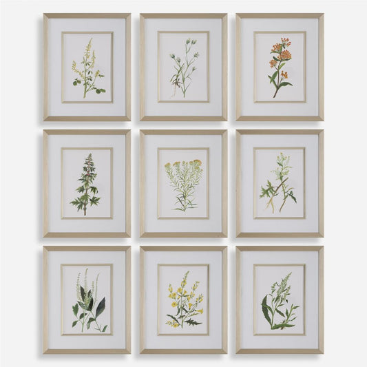 32339 Botanical Flowers Framed Prints - Set of 9