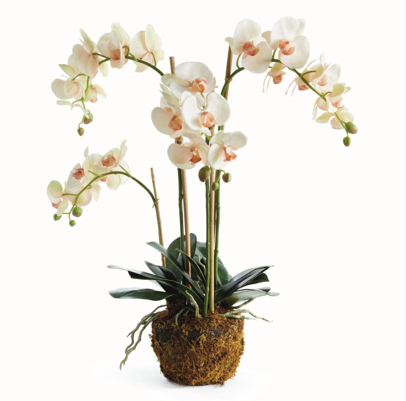 Orchid-Drop In (30")