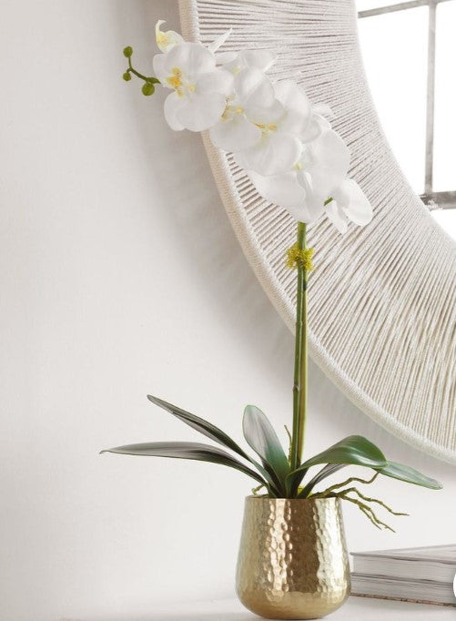 Cami Orchid in Brass Pot