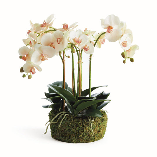 Napa Home & Garden Phalaenopsis Orchid Bowl Drop-in 18.5 "