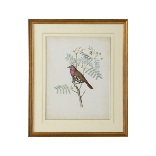 Delicate Birds II