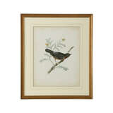 Delicate Birds III