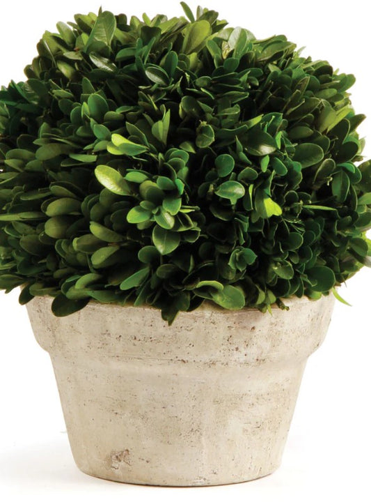 BOXWOOD BALL IN POT MEDIUM