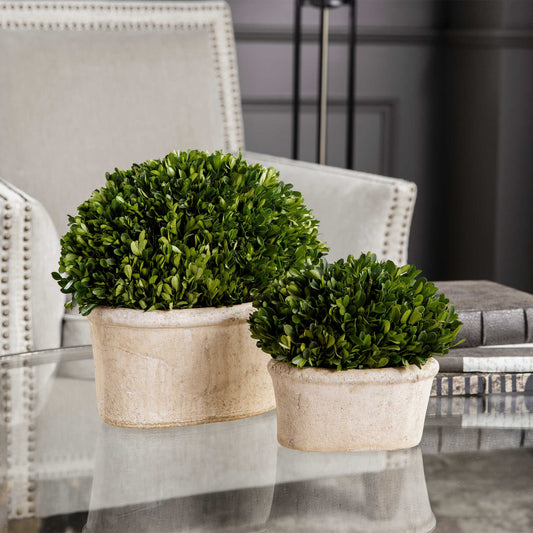 Preserved Boxwood Oval Domes (small),