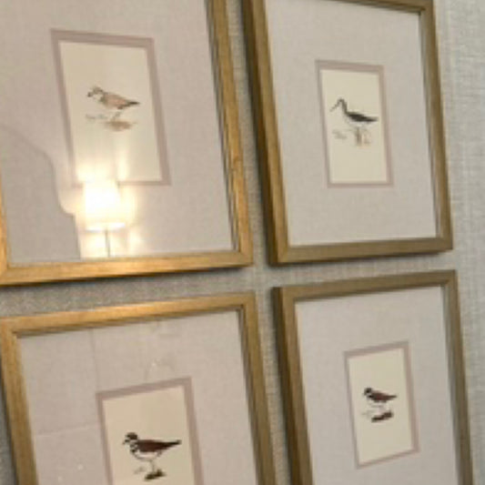 Set of birds