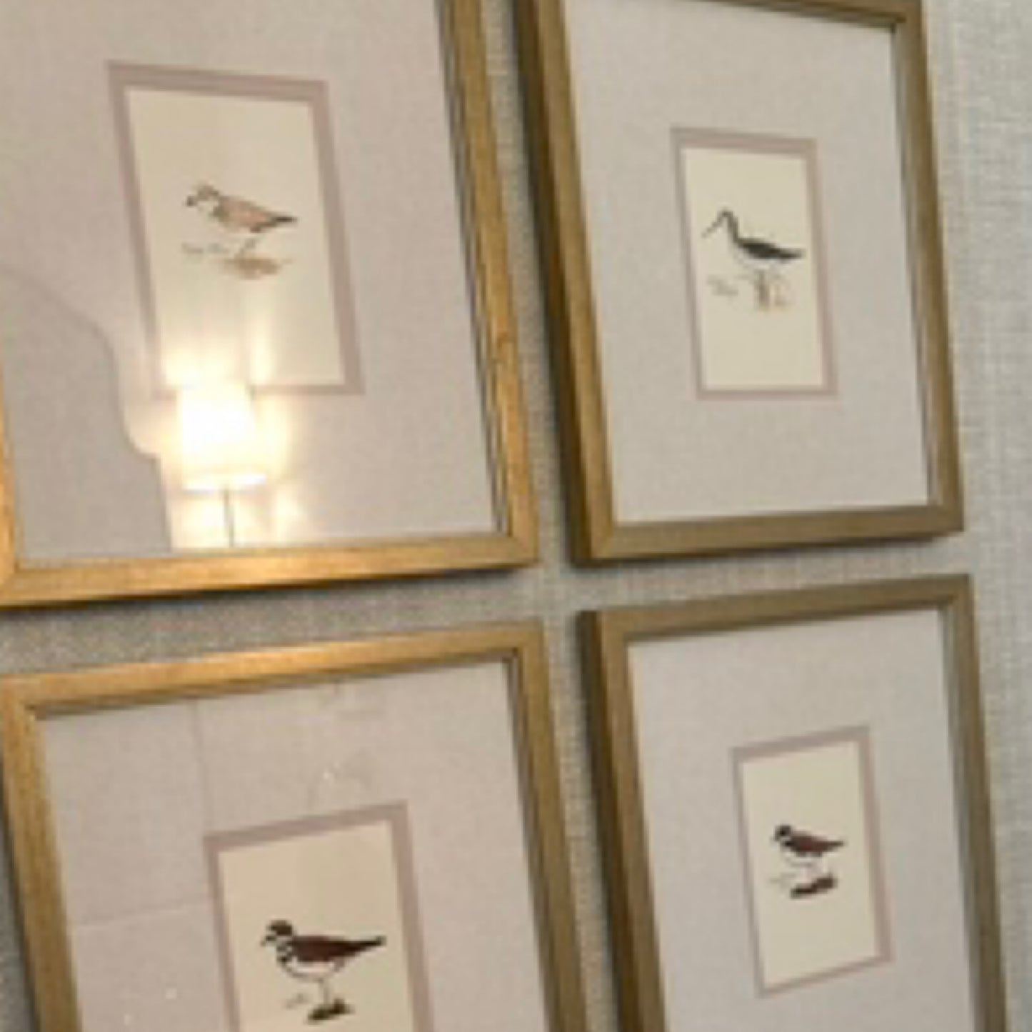 Set of birds