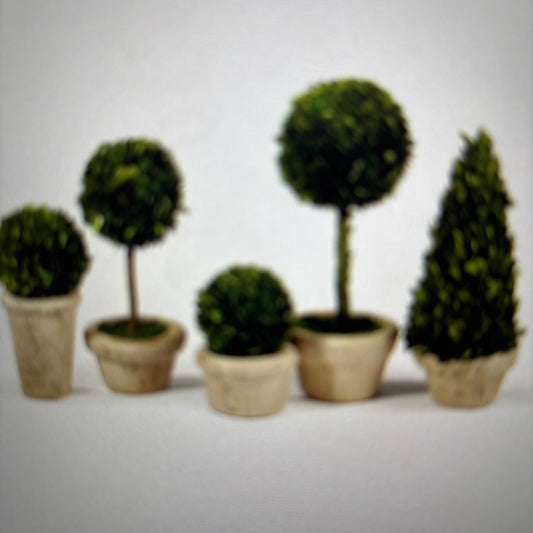 Napa Home & Garden Preserved Boxwood Topiaries, Mini, Set of 5